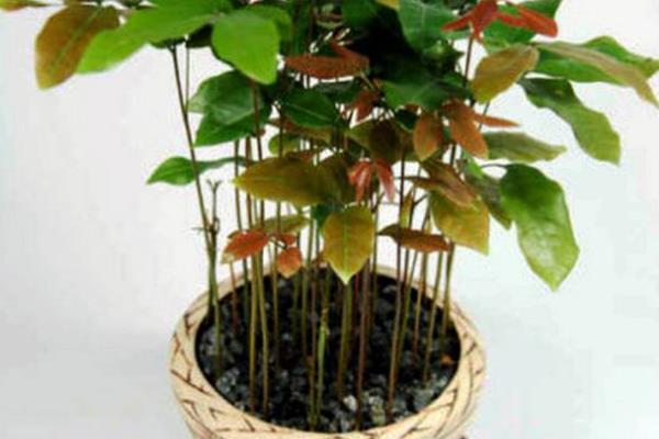 龙眼盆栽种植方法