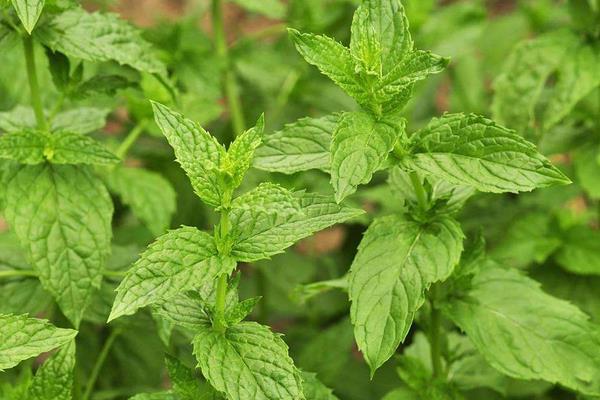 薄荷什么时候采摘