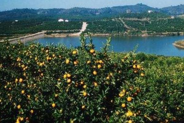 红肉脐橙苗价格多少钱一棵