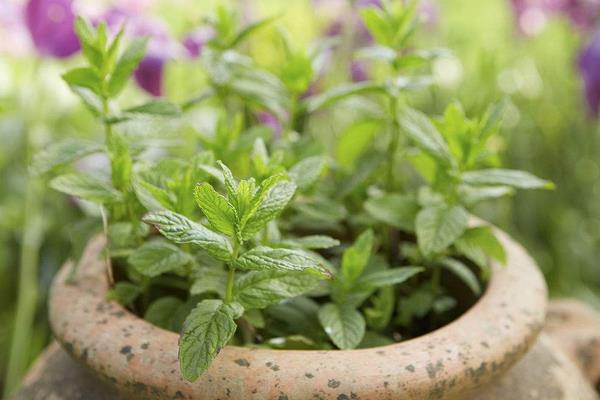 薄荷长虫怎么办