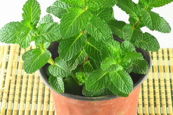 薄荷长虫怎么办