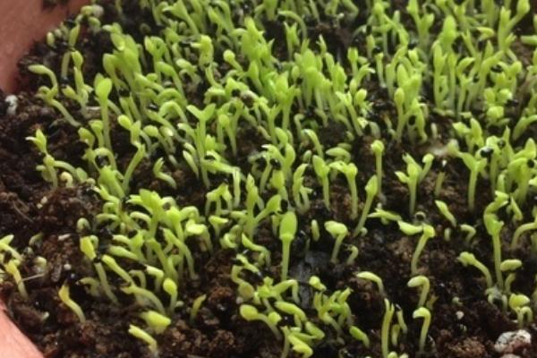 火龙果的籽能消化吗