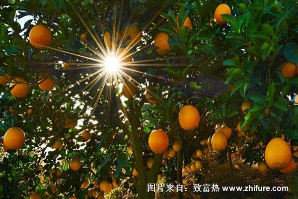 赣南脐橙种植技术