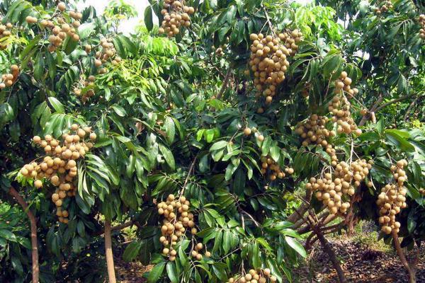 龙眼什么时候成熟