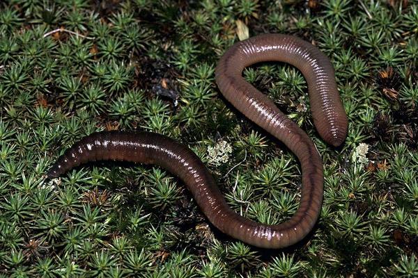 蚯蚓是软体动物吗?