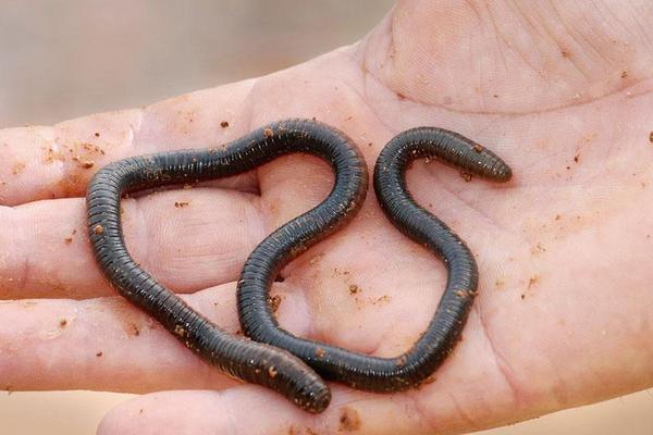 蚯蚓是软体动物吗?