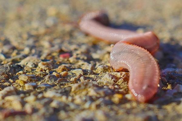 蚯蚓是软体动物吗?