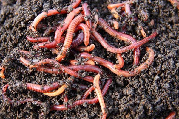 蚯蚓是软体动物吗?