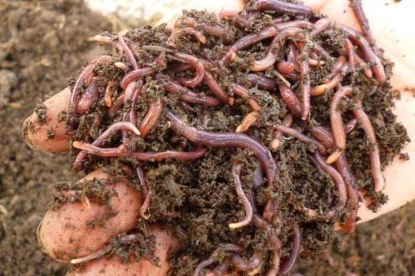 兔粪养蚯蚓怎么养?