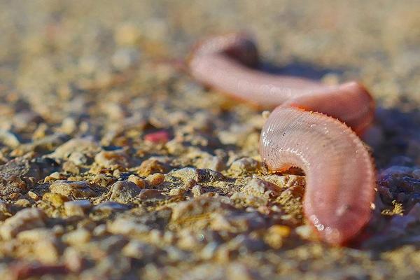 兔粪养蚯蚓怎么养?