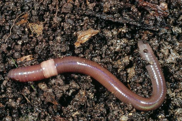 兔粪养蚯蚓怎么养?