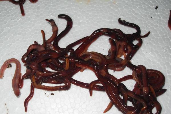 兔粪养蚯蚓怎么养?