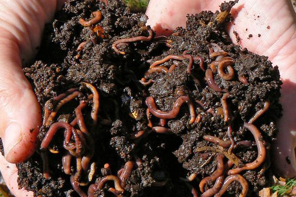 兔粪养蚯蚓怎么养?