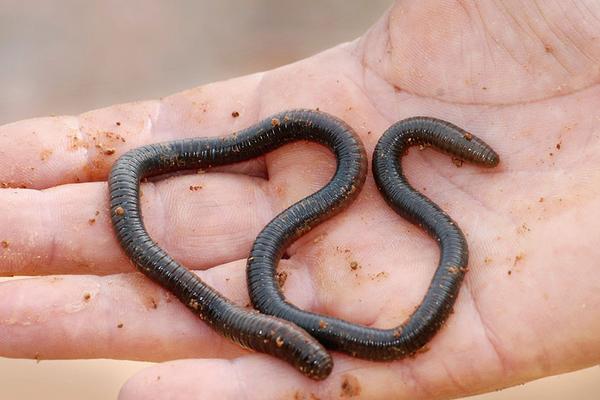 养殖蚯蚓市场前景如何?