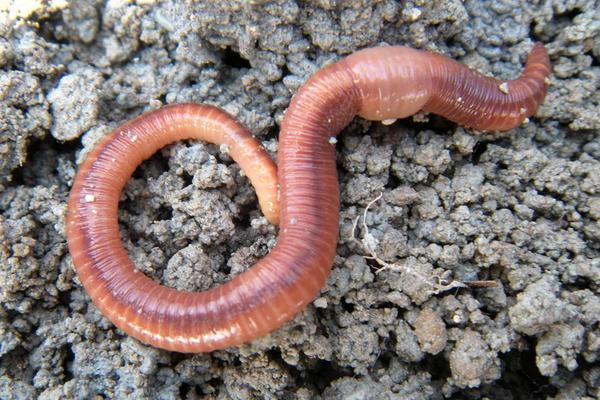 养殖蚯蚓市场前景如何?