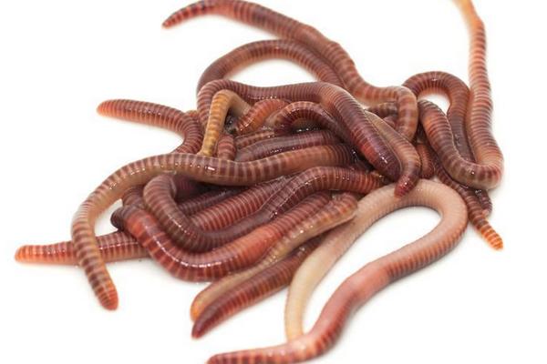 养殖蚯蚓市场前景如何?