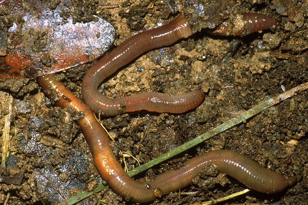 养殖蚯蚓市场前景如何?