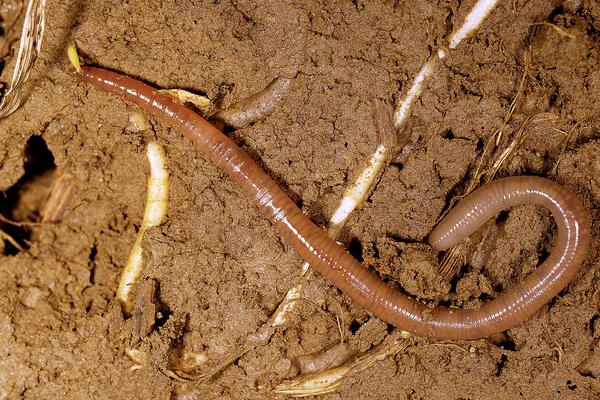 养殖蚯蚓市场前景如何?