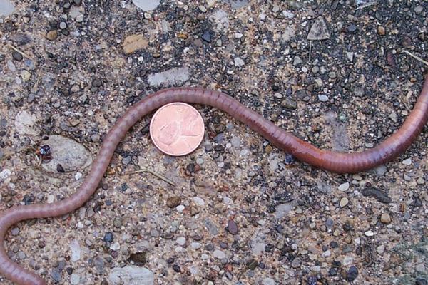 养殖蚯蚓市场前景如何?