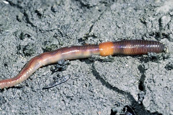 养殖蚯蚓市场前景如何?