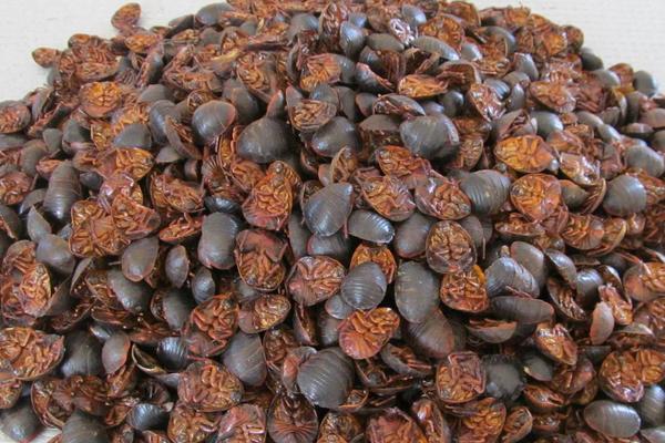 土元有哪些功效作用?