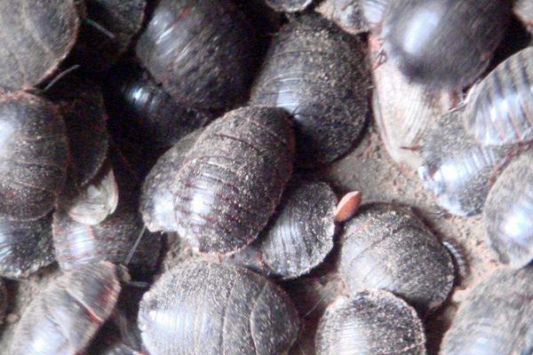 土元有哪些功效作用?