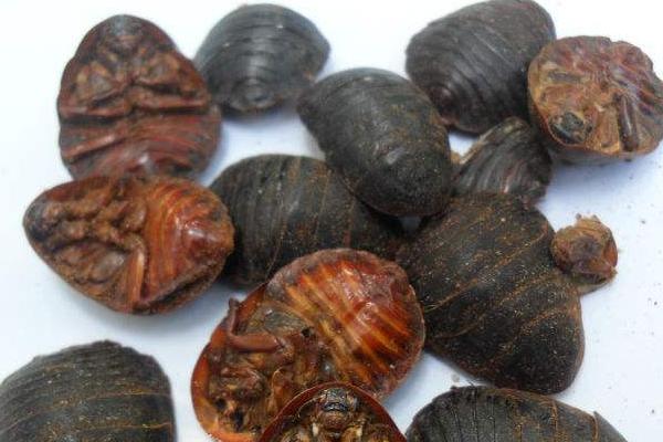 土元有哪些功效作用?