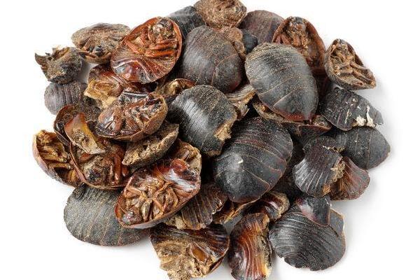 土元有哪些功效作用?