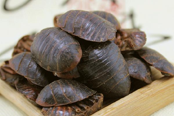 土元有哪些功效作用?