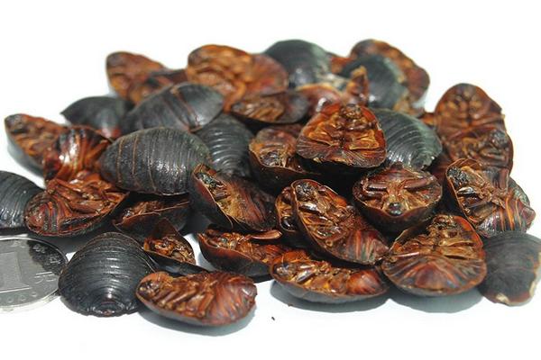 土元价格多少钱一斤?