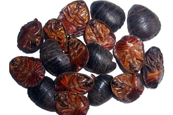 土元价格多少钱一斤?