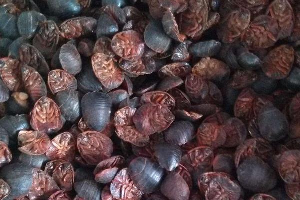 土元价格多少钱一斤?