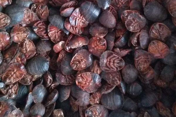 土元价格多少钱一斤?