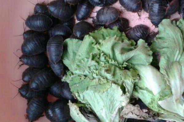 土元价格多少钱一斤?