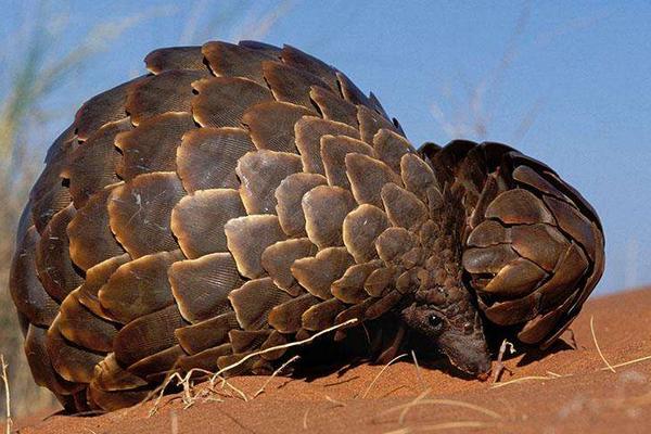 穿山甲可以人工养殖吗？