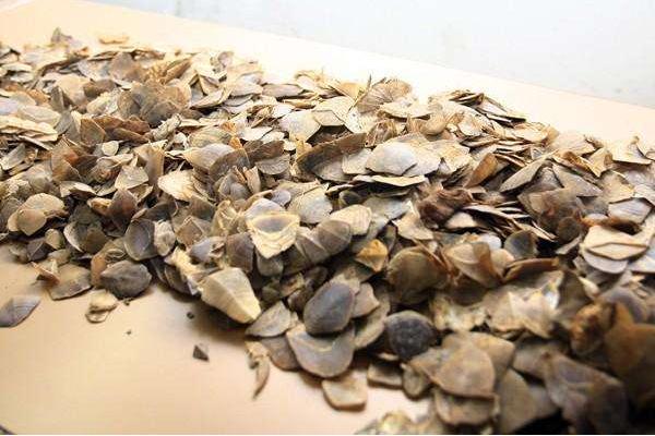 穿山甲鳞片治疗痛风吗?