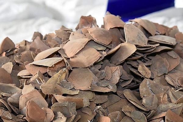 穿山甲鳞片治疗痛风吗?