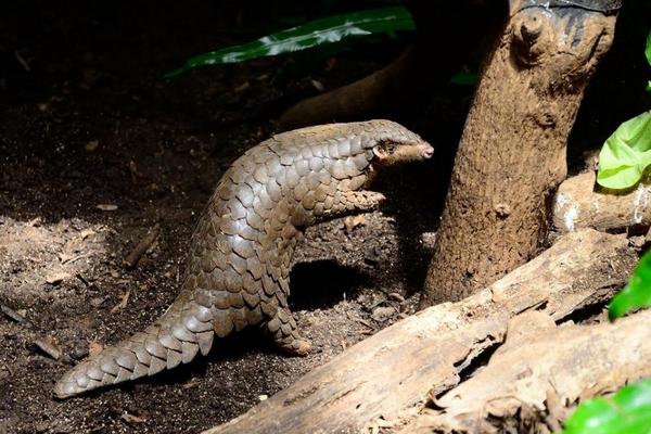 穿山甲是几级保护动物?