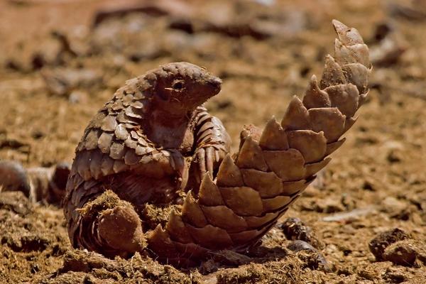 穿山甲是几级保护动物?
