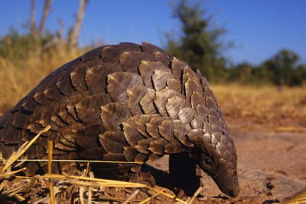 穿山甲是几级保护动物?