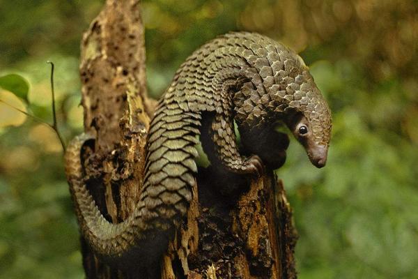 穿山甲是几级保护动物?