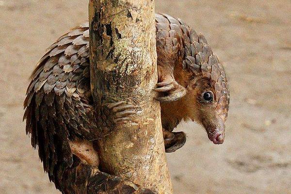 穿山甲是几级保护动物?