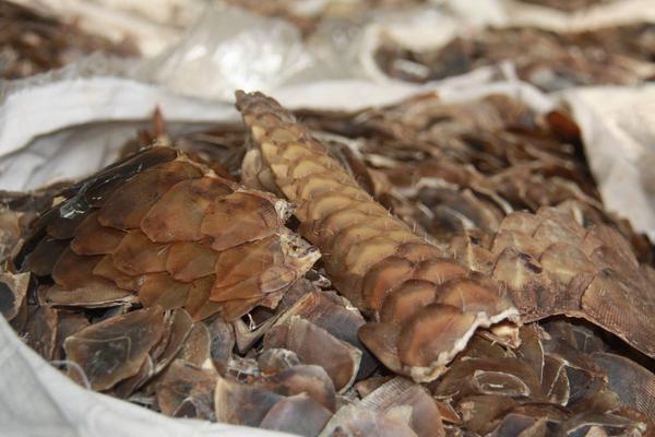 穿山甲是几级保护动物?