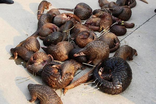 穿山甲是几级保护动物?