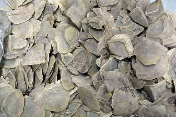 穿山甲鳞片治疗痛风吗?