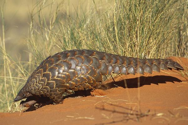穿山甲用什么捕食?