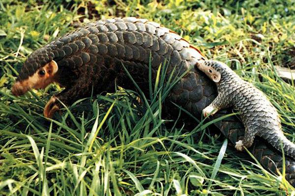 穿山甲用什么捕食?