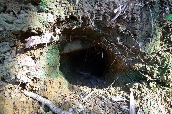 穿山甲用什么捕食?