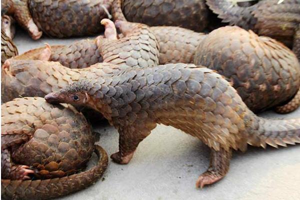 穿山甲用什么捕食?