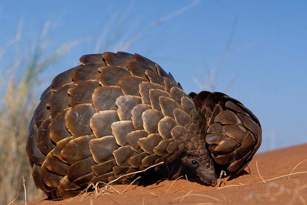 穿山甲用什么捕食?